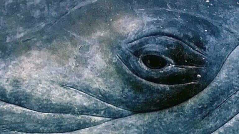 oeil baleine